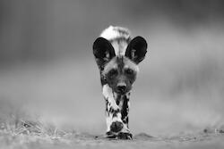 Walking Dog by Kim Wolhuter