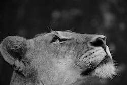 Lioness by Kim Wolhuter