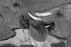 Teenage Tussle by Kim Wolhuter