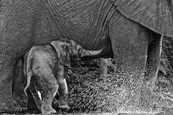First Shower by Kim Wolhuter