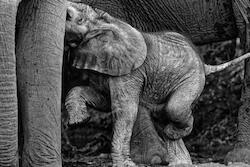 First Drink by Kim Wolhuter