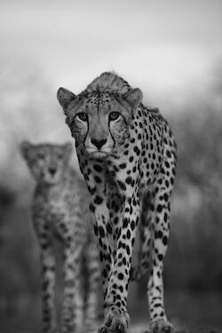 Cheetah Girls by Kim Wolhuter