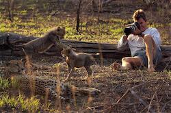 Image named /data06/artfirst/public_html/site/assets/files/16295/wolhuter-with-cheetah-family.jpg