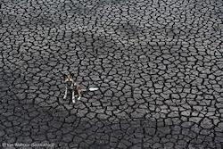 Image named /data06/artfirst/public_html/site/assets/files/16297/dog-days.jpg
