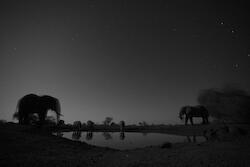 Image named /data06/artfirst/public_html/site/assets/files/16298/bull-elephants-and-rhino.jpg